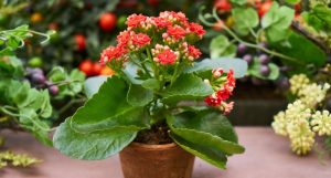 Cómo mantener las plantas verdes y sanas