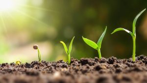Cuánto tiempo puede durar una planta sin agua