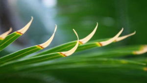 Qué hacer cuando se secan las hojas de las plantas