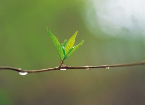 que-pasa-si-le-echo-agua-con-azúcar-a-una-planta