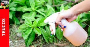 Qué pasa si riego una planta con agua con vinagre