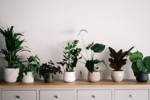 regar las plantas por arriba o por abajo